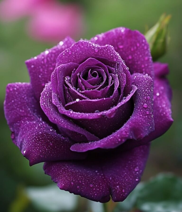 Rose Gardening for Beginners: How to Care for Your Roses