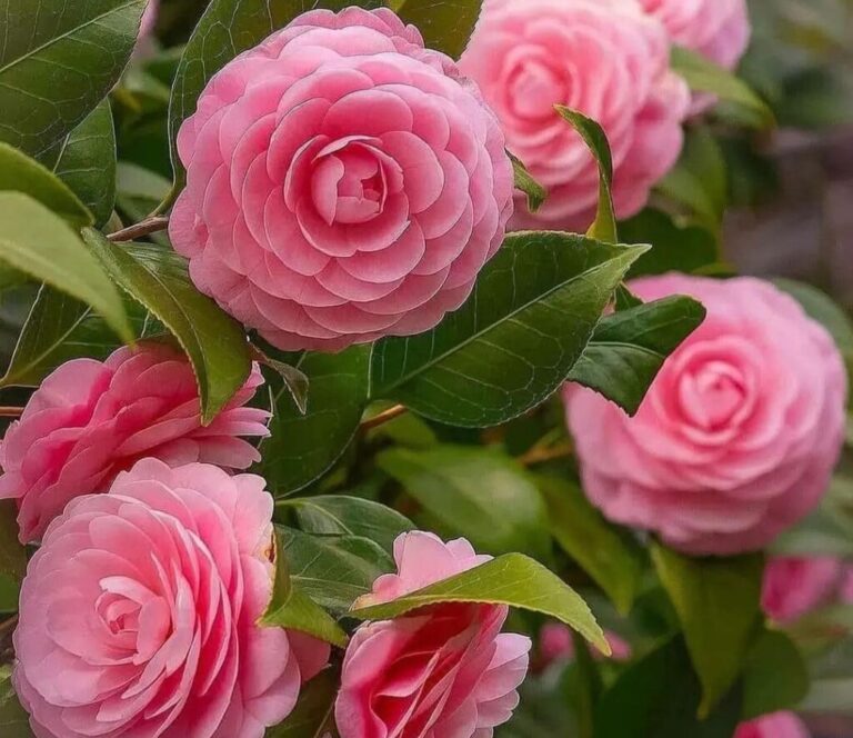 Camellia Flower Success: 10 Expert Techniques for Lush Blooms