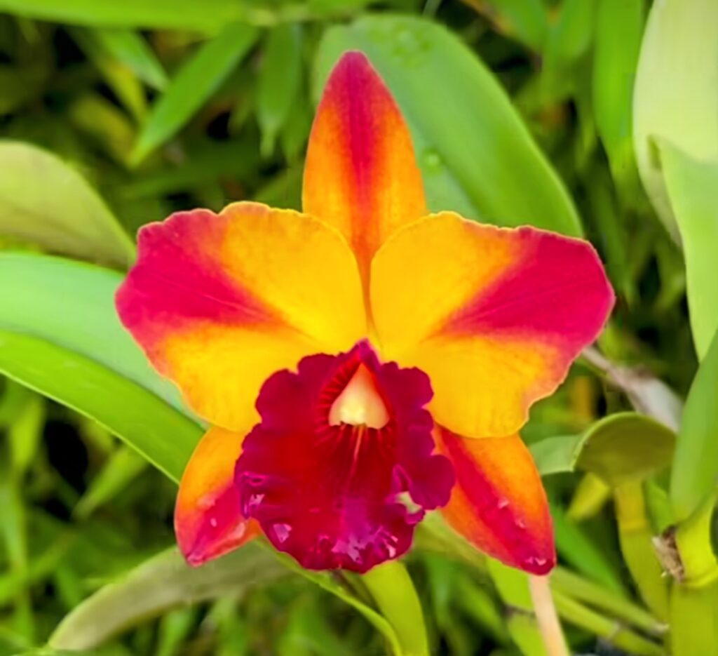 Orchid Nutrition: 5 Powerful Minerals for Stunning Blooms Orchid Nutrition: 5 Powerful Minerals for Stunning Blooms