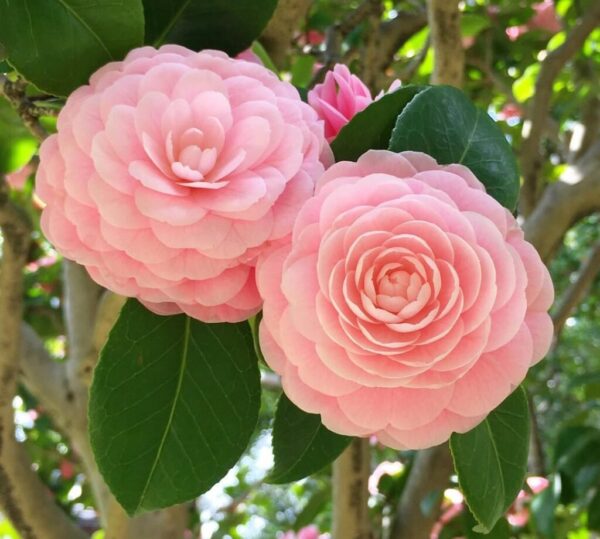 Camellia Flower Success: 10 Expert Techniques for Lush Blooms
