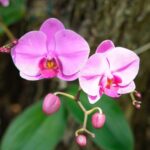 Prayer Plant Care Guide: Best 6 Growing Tips