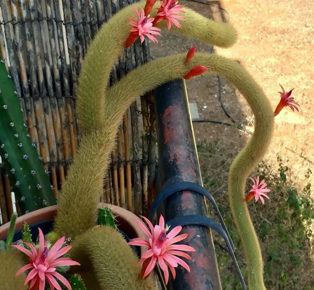 Cleistocactus winteri 101 : Best Secrets for a Thriving Rat Tail Cleistocactus winteri 101 : Best Secrets for a Thriving Rat Tail