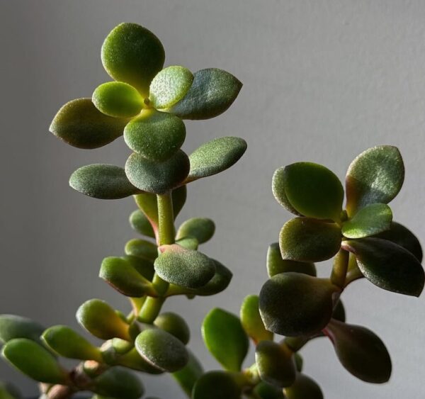 Jade Plant Care: 20 Best Expert Tips for Beginners and Beyond
