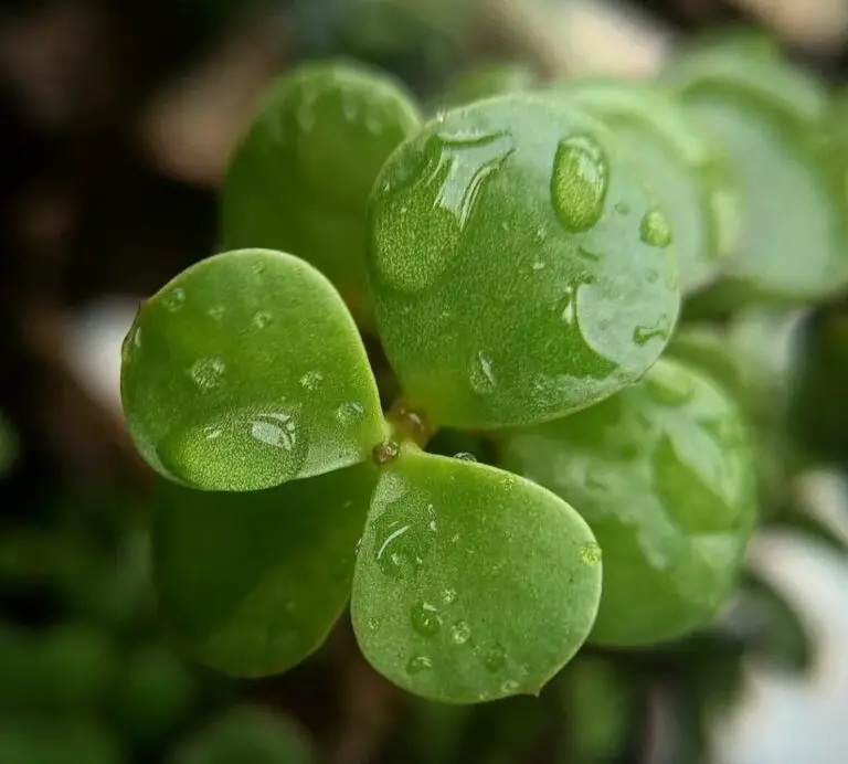 Jade Plant Care: 20 Best Expert Tips for Beginners and Beyond