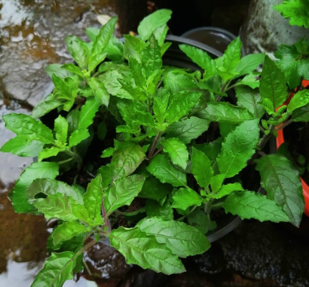 Best 7 Benefits of Having Tulsi Plants in Your Home Best 7 Benefits of Having Tulsi Plants in Your Home