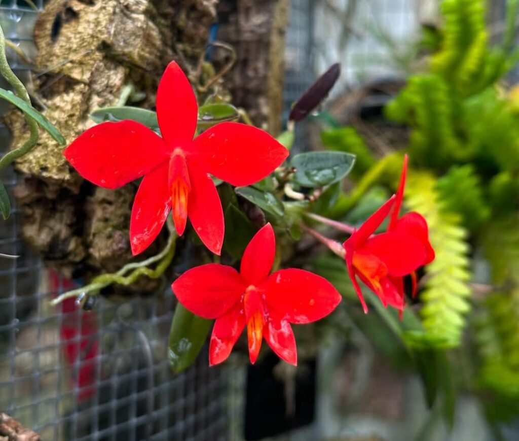 Sophronitis Orchids: guide on how to care and grow Sophronitis Orchids: guide on how to care and grow