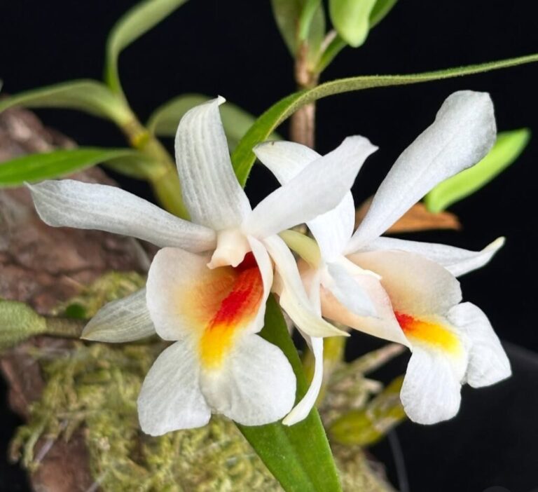How to rebloom dendrobium orchid care instructions