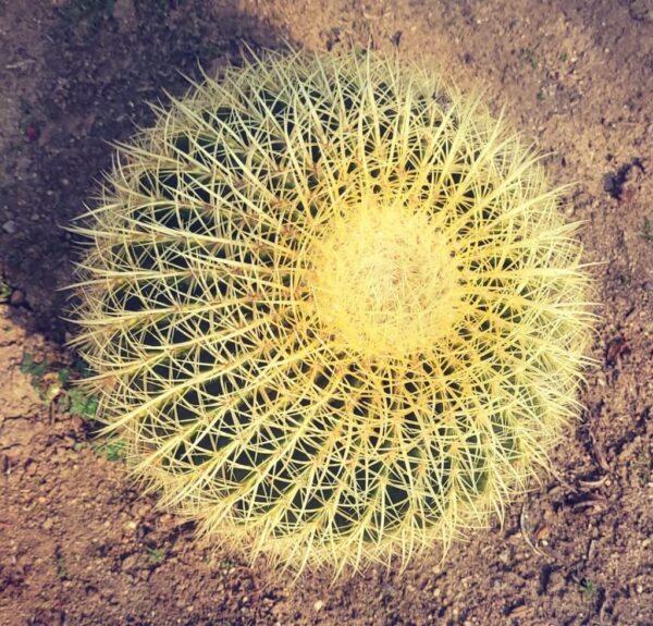 Golden Barrel Cactus: 20 Best Expert Tips for Thriving Growth