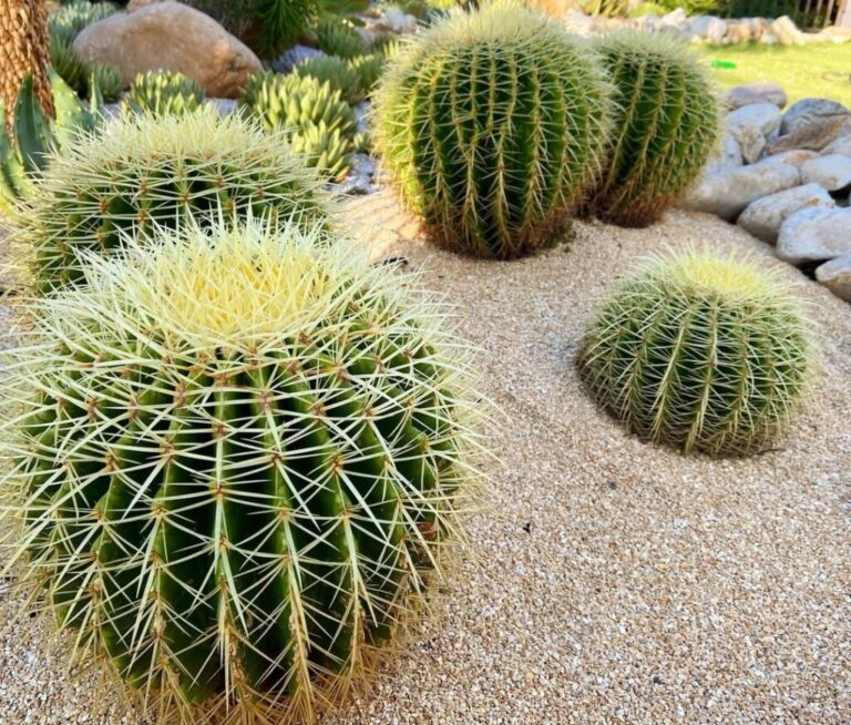 Golden Barrel Cactus: 20 Best Expert Tips for Thriving Growth