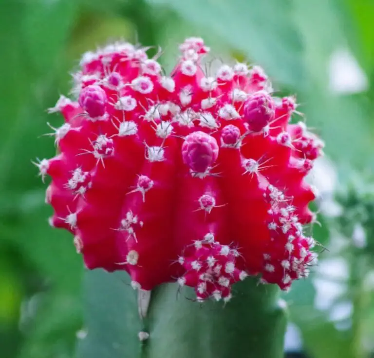 Moon Cactus Care: 10 Best Expert Tips to Grow & Graft Fast