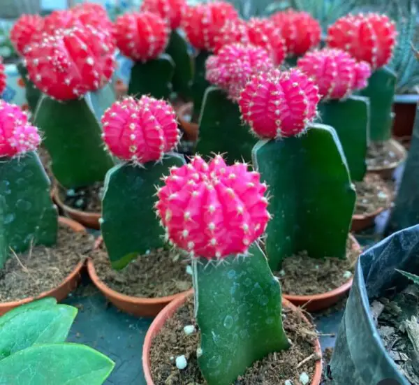 Moon Cactus Care: 10 Best Expert Tips to Grow & Graft Fast