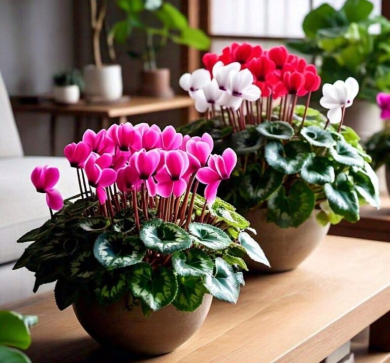 Cyclamen Plant Care Mistakes: 10 Best Fixes Every Beginner Needs