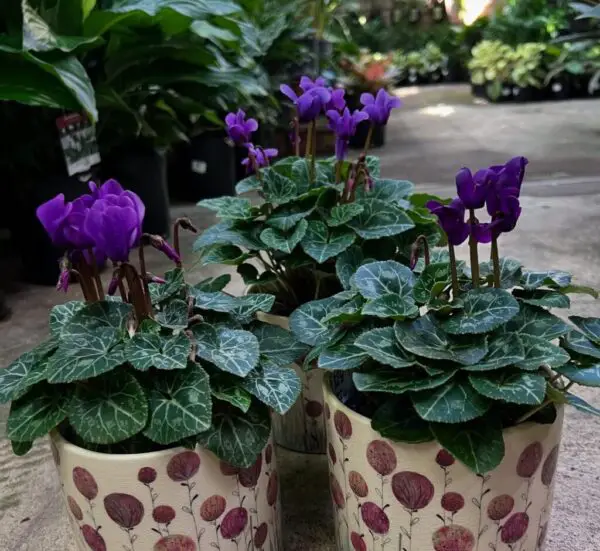 Cyclamen Plant Care Mistakes: 10 Best Fixes Every Beginner Needs