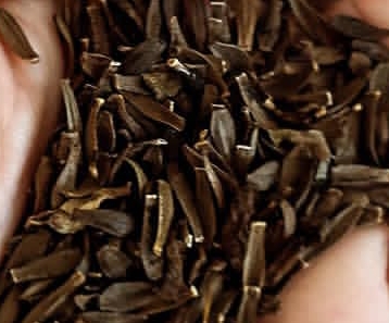 Dahlia Flower Seeds: 20 Expert Germination Secrets You Must Know