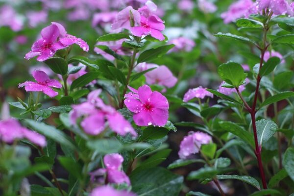 Madagascar Periwinkle Care: 20 Powerful Ways to Grow It