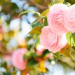 flowers-7113733_640