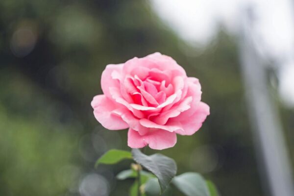 How to care for a Rose plant according to vastu