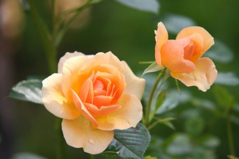 How to care for a Rose plant according to vastu