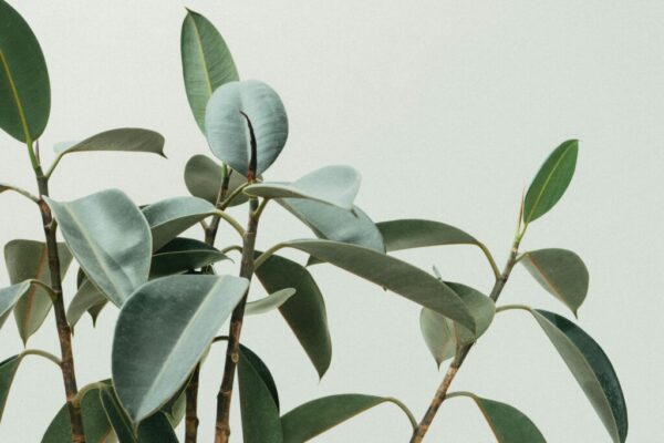 Indoor vs. Outdoor Ficus Plant Care 101: The Best Beginner's Guide