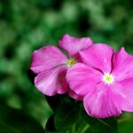 pink-flowers-6963505_640