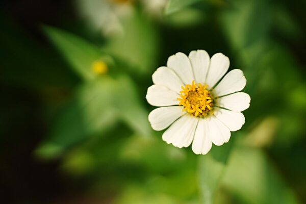 Summer Flowers: 10 Expert Picks That Bloom All Season Long