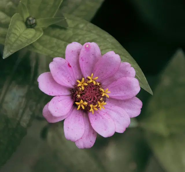 zinnia 7678771 640