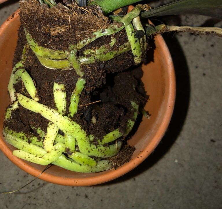 Orchid Root Secrets: 11 Best Tips for Fast Growth Orchid Root Secrets: 11 Best Tips for Fast Growth