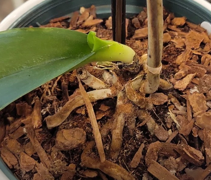 Orchid's Leaf Drop: 12 Causes and Proven Solutions Orchid's Leaf Drop: 12 Causes and Proven Solutions