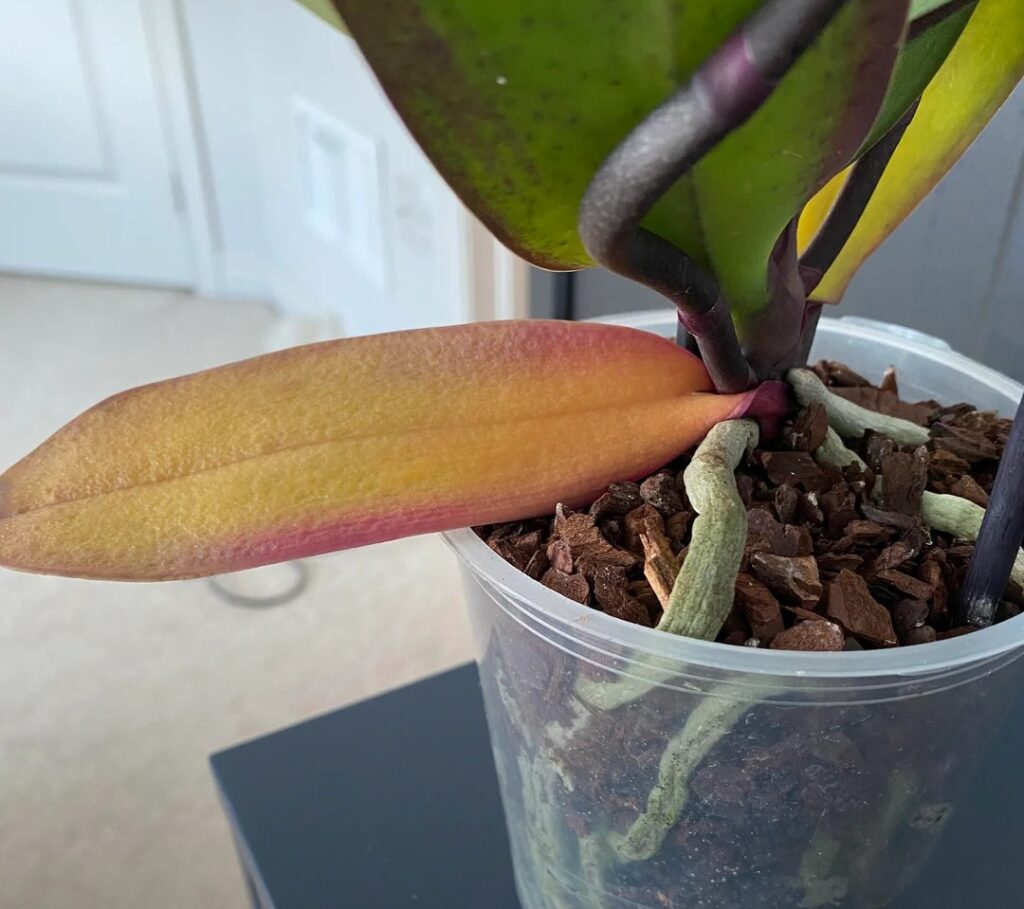 Orchid's Leaf Drop: 12 Causes and Proven Solutions Orchid's Leaf Drop: 12 Causes and Proven Solutions