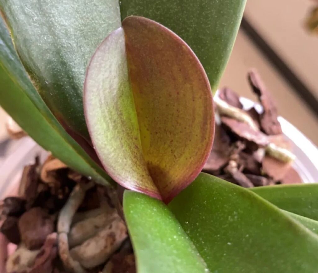 Orchid's Leaf Drop: 12 Causes and Proven Solutions Orchid's Leaf Drop: 12 Causes and Proven Solutions