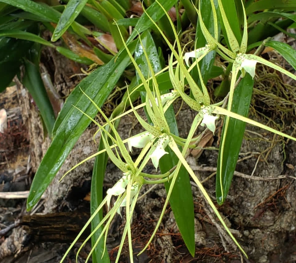 Starfish Orchid: 20 Best Tips to Grow Like an Expert Gardener Starfish Orchid: 20 Best Tips to Grow Like an Expert Gardener