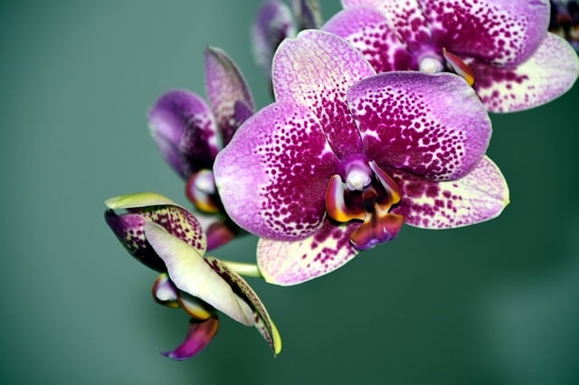 Meaning of Orchids: The Best 21 Symbolic Insights Meaning of Orchids: The Best 21 Symbolic Insights