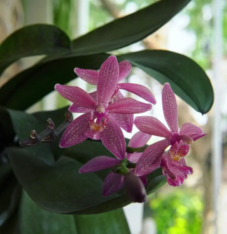 Phalaenopsis Equestris: 10 Secrets for Gorgeous Orchids for Beginners