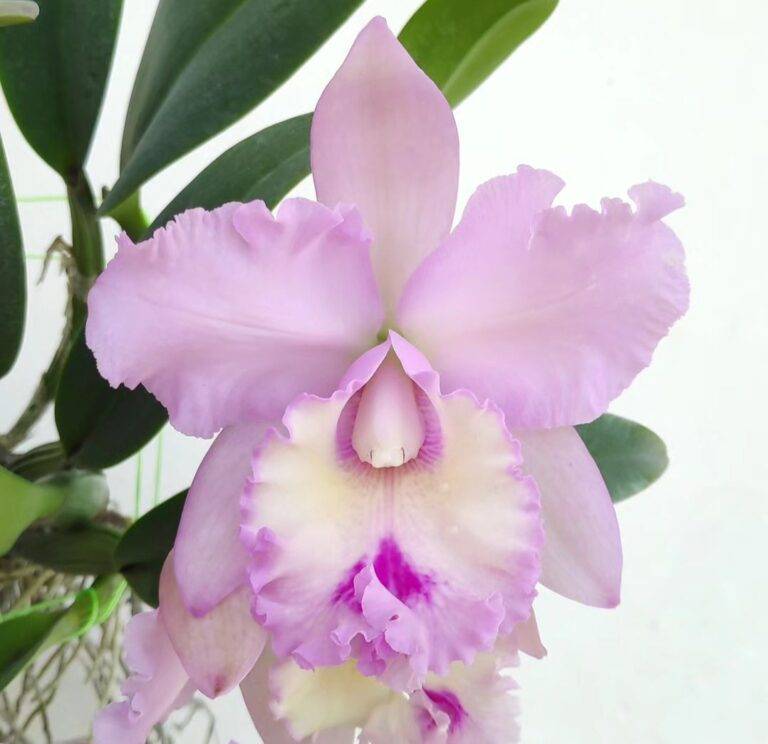 10 Cattleya Orchid Growing Mistakes New Gardeners Make + Solutions
