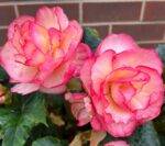 DIY Orchid Fertilizer 101: Supercharge Growth with Proven Recipes for Various Varieties.