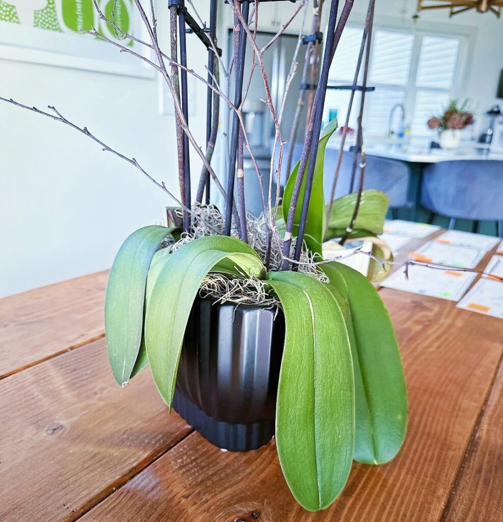 Droopy Orchid Leaves Solved: 8 Simple Tricks That Work Like Magic