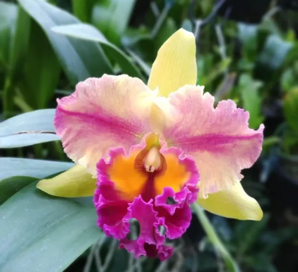 Cattleya Orchid Mistakes: 20 Best Tips to Avoid and Fix Them Like a Pro