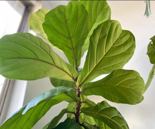 What is wrong with my plant leaves ? Best 17common problems explained