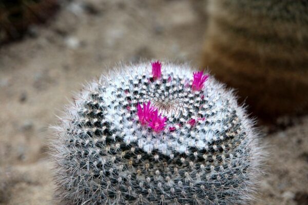 Are You Sure? These 10 Mammillaria Cactus Care Mistakes Could Be Killing Your Plant!