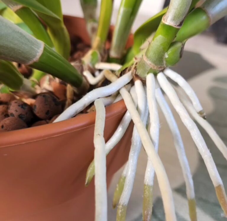 Orchid Roots Pale Orchid Roots Out Of Control? Don’t Worry—Here’s How To Fix It With ...