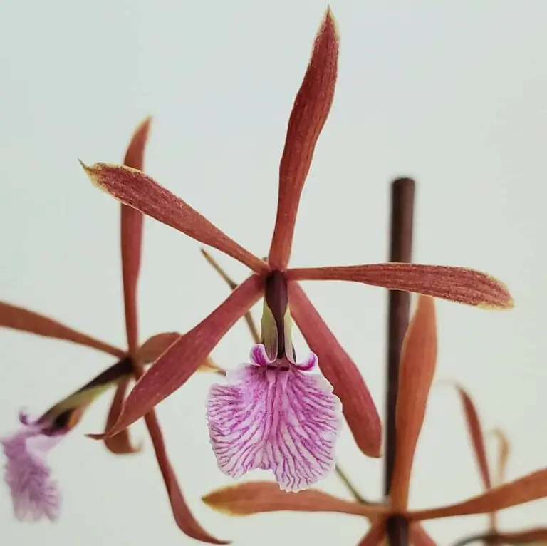 Encyclia Orchid Light Requirements: 10 Tips for Optimal Growth