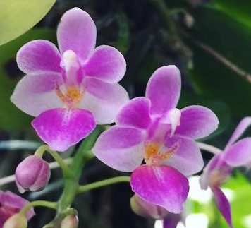 Miniature Phalaenopsis: Best 10 Care Tips for Healthy Growth Miniature Phalaenopsis: Best 10 Care Tips for Healthy Growth