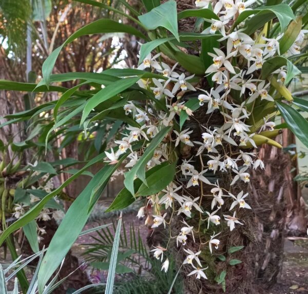 Coelogyne flaccida Orchids 101: A best Guide to Beautiful Blooms