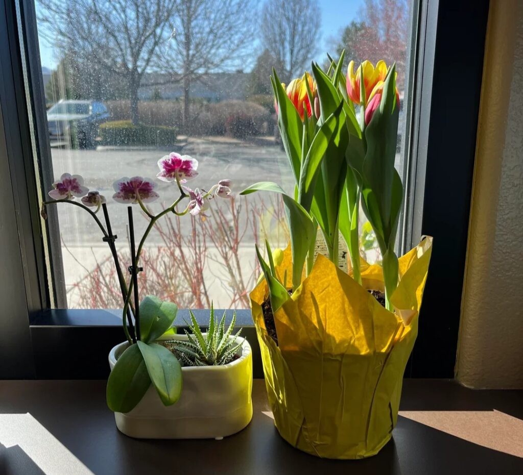 Why Your Orchid Isn’t Blooming: 9 Tips to Encourage Spikes and Manage Rest Periods”