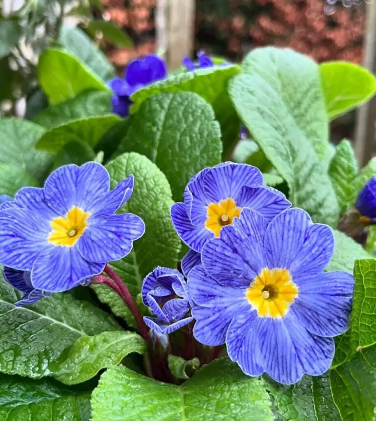 Primroses (Primula): 7 Best Expert Tips for Easy Care & Growth