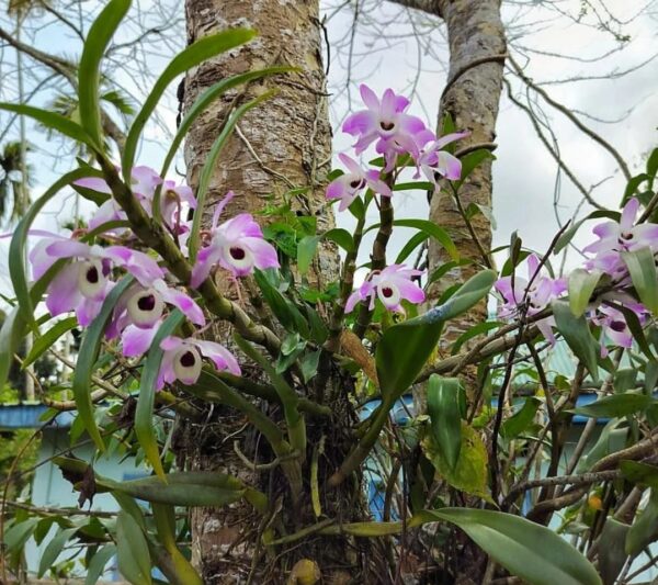 Dendrobium Orchids: Top 10 Care Tips—Tip 7 Will Surprise You