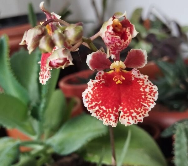 Tolumnia Orchids: 20 Expert Secrets for Easy Care