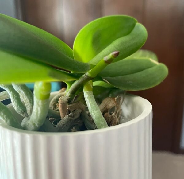 Grow Orchid Spike: 20 Best Secrets to Flowering Orchids Fast