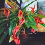 flowers-7126766_640 (1)