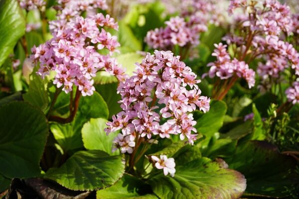 Bergenia Care Tips: 20 Best Secrets for Healthy Growth
